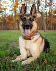 Gorgeous East European Shepherd lying on green grass in the park. German Shepherd walking in the park. Beautiful purebred shepherd with tongue hanging out is training in the park.