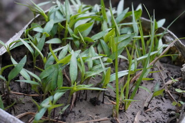 The sprouted chilli pepper plants kept in the agricultural nursery