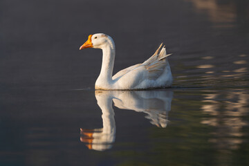 Domestic geese (Anser anser domesticus) are domesticated waterfowl bred for meat, eggs, and down. They are social, intelligent, and excellent weeders.
