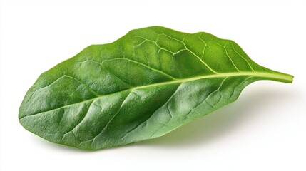 Obraz premium fresh arugula leaf isolated on transparent background