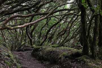 wanderweg durch den einzigartigen  Lorbeerwald der insel lapalma