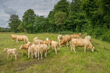 Obraz premium Kuhherde bei Caldern an der Lahn, Oberes Lahntal, Hessen, Deutschland