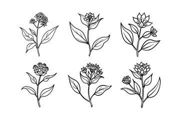 Butterfly Weed (Asclepias tuberosa) line art vector illustration