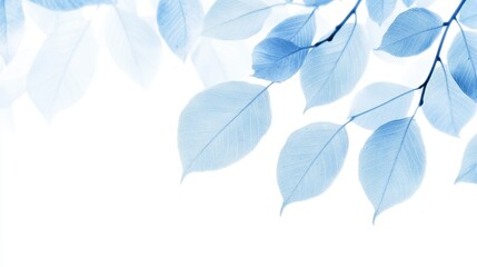 Obraz premium Blue Skeleton Leaves on White Background