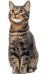 Obraz premium A Captivating Domestic Tabby Cat with Striking Green Eyes Posing Gracefully Against a White Background