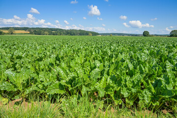 Feld mit Zuckerrüben, Weimar (Lahn), Landkreis Marburg-Biedenkopf, Hessen, Deutschland