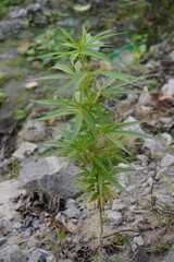 Cannabis sativa plant has grown in the abandoned place, close up with a blurry background
