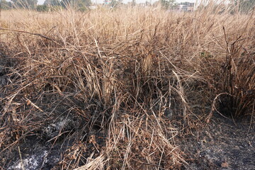 The burnt common reed grass bush in close up