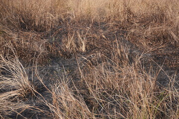 Fototapeta premium The bush of common reed grass has been completely burnt