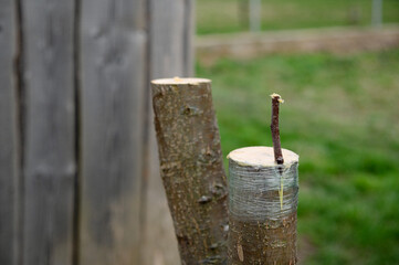 Grafted fruit tree. Spring grafting of trees. The looks after the orchard