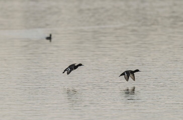 Tufted Duck Aythya fuligula swimming on or flying over the Rhine, Alsace, Eastern France
