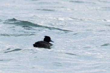 Tufted Duck Aythya fuligula swimming on or flying over the Rhine, Alsace, Eastern France