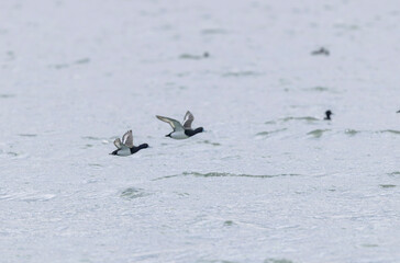 Tufted Duck Aythya fuligula swimming on or flying over the Rhine, Alsace, Eastern France