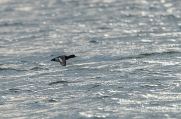 Tufted Duck Aythya fuligula swimming on or flying over the Rhine, Alsace, Eastern France