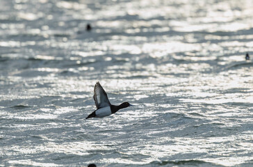 Fototapeta premium Tufted Duck Aythya fuligula swimming on or flying over the Rhine, Alsace, Eastern France