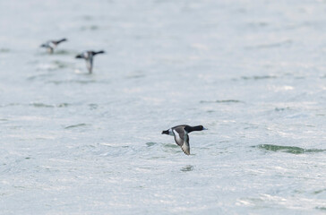 Tufted Duck Aythya fuligula swimming on or flying over the Rhine, Alsace, Eastern France