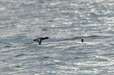 Tufted Duck Aythya fuligula swimming on or flying over the Rhine, Alsace, Eastern France