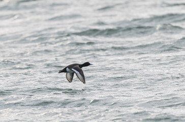 Tufted Duck Aythya fuligula swimming on or flying over the Rhine, Alsace, Eastern France
