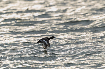 Tufted Duck Aythya fuligula swimming on or flying over the Rhine, Alsace, Eastern France