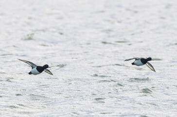 Tufted Duck Aythya fuligula swimming on or flying over the Rhine, Alsace, Eastern France