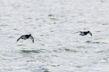 Tufted Duck Aythya fuligula swimming on or flying over the Rhine, Alsace, Eastern France