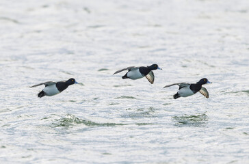 Tufted Duck Aythya fuligula swimming on or flying over the Rhine, Alsace, Eastern France
