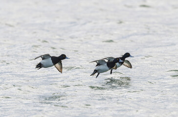 Tufted Duck Aythya fuligula swimming on or flying over the Rhine, Alsace, Eastern France