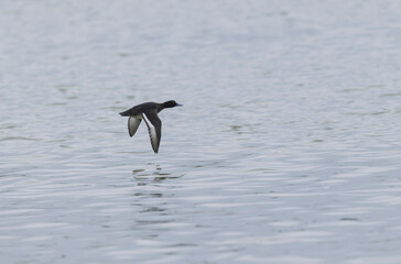 Tufted Duck Aythya fuligula swimming on or flying over the Rhine, Alsace, Eastern France