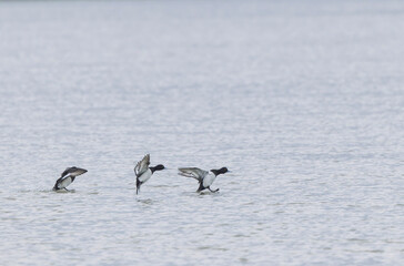 Tufted Duck Aythya fuligula swimming on or flying over the Rhine, Alsace, Eastern France