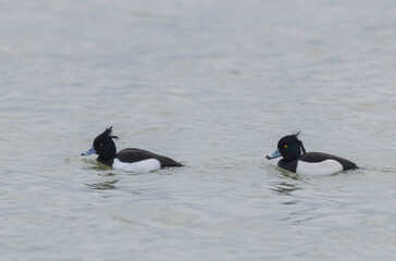 Fototapeta premium Tufted Duck Aythya fuligula swimming on or flying over the Rhine, Alsace, Eastern France