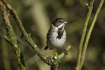 male reed bunting (Emberiza schoeniclus) birds during wintertime in UK
