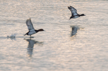 Tufted Duck Aythya fuligula swimming on or flying over the Rhine, Alsace, Eastern France
