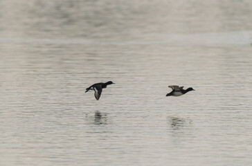 Tufted Duck Aythya fuligula swimming on or flying over the Rhine, Alsace, Eastern France