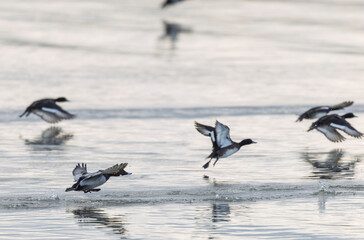 Tufted Duck Aythya fuligula swimming on or flying over the Rhine, Alsace, Eastern France
