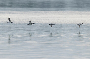Tufted Duck Aythya fuligula swimming on or flying over the Rhine, Alsace, Eastern France