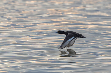 Tufted Duck Aythya fuligula swimming on or flying over the Rhine, Alsace, Eastern France