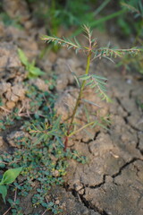 Phyllanthus urinaria plant with its tiny leaves with a blurry background