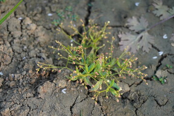 Mollugo cerviana commonly known as carpetweed close up on the ground