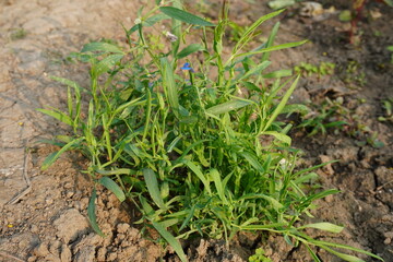 Grass pea plant has been grown in the agricultural field