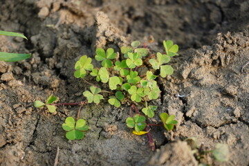 Four-leaf clover plant with its tiny leaves on the ground