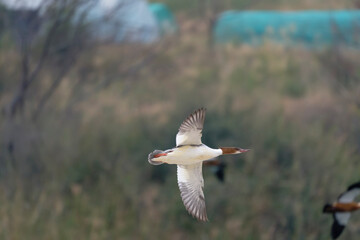 Common marganser