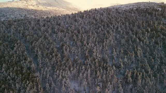  Snowy forest by the mountains aerial footage