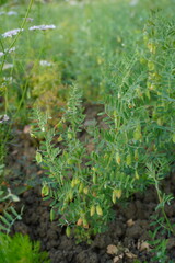 Red lentil seeds are found in the lentil plant in close up with a blurry background