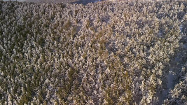 View from above of a snowy forest in Europe