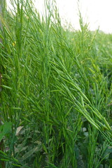 Mustard plants become completely green due to being full of green mustard seeds