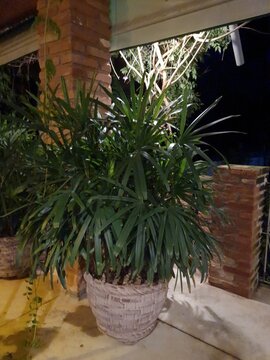 Rhapis excelsa in the vase