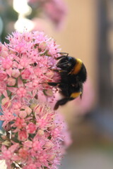 pink flowers and bumblebee in summer