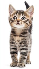 Obraz premium Adorable fluffy striped kitten standing on white background with curious eyes and cute expression, ready to explore its surroundings and play joyfully.