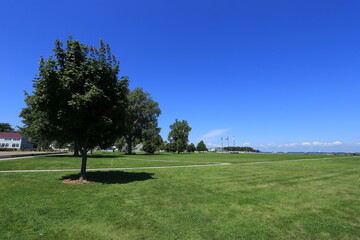 Expansive Green Field with Trees Under Clear Blue Sky