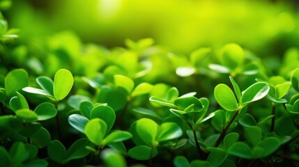 Vibrant Green Spring Leaves Illuminated by Sunlight